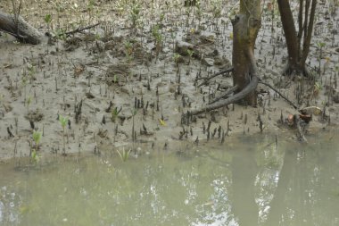 Bangladeş 'teki Bakkhali Nehri boyunca uzanan Mangrove orman ekosistemi gelgit suları, sakin nehir manzaraları ve korunmasız kökleri gösteriyor. Cox 's Bazar' da doğal yansımaları ve zengin biyolojik çeşitliliği olan tropikal kıyı ortamı.
