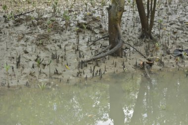 Bangladeş 'teki Bakkhali Nehri boyunca uzanan Mangrove orman ekosistemi gelgit suları, sakin nehir manzaraları ve korunmasız kökleri gösteriyor. Cox 's Bazar' da doğal yansımaları ve zengin biyolojik çeşitliliği olan tropikal kıyı ortamı.