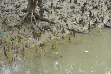 Bangladeş 'teki Bakkhali Nehri boyunca uzanan Mangrove orman ekosistemi gelgit suları, sakin nehir manzaraları ve korunmasız kökleri gösteriyor. Cox 's Bazar' da doğal yansımaları ve zengin biyolojik çeşitliliği olan tropikal kıyı ortamı.