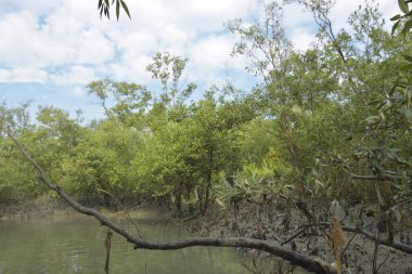 Bangladeş 'teki Bakkhali Nehri boyunca uzanan Mangrove orman ekosistemi gelgit suları, sakin nehir manzaraları ve korunmasız kökleri gösteriyor. Cox 's Bazar' da doğal yansımaları ve zengin biyolojik çeşitliliği olan tropikal kıyı ortamı.
