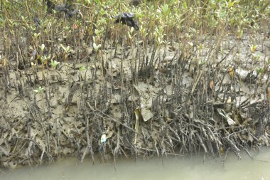 Bangladeş 'teki Bakkhali Nehri boyunca uzanan Mangrove orman ekosistemi gelgit suları, sakin nehir manzaraları ve korunmasız kökleri gösteriyor. Cox 's Bazar' da doğal yansımaları ve zengin biyolojik çeşitliliği olan tropikal kıyı ortamı.
