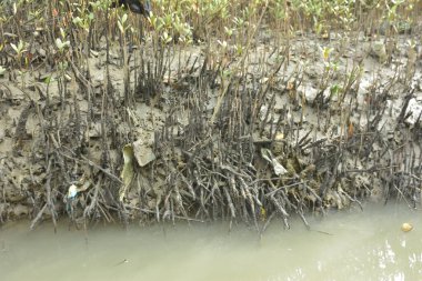 Bakkhali Nehri 'ndeki gelgit mangrov ormanı, Cox' s Bazar, Bangladeş genç mangrovları ve tuzlu suda pnömatoforlar, gelgit kökleri, kıyı biyolojik çeşitliliği ve düşük gelgitten korunma.