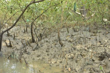 Bakkhali Nehri 'ndeki gelgit mangrov ormanı, Cox' s Bazar, Bangladeş genç mangrovları ve tuzlu suda pnömatoforlar, gelgit kökleri, kıyı biyolojik çeşitliliği ve düşük gelgitten korunma.