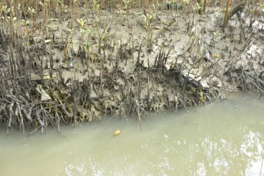Bakkhali Nehri 'ndeki gelgit mangrov ormanı, Cox' s Bazar, Bangladeş genç mangrovları ve tuzlu suda pnömatoforlar, gelgit kökleri, kıyı biyolojik çeşitliliği ve düşük gelgitten korunma.