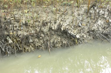 Bakkhali Nehri 'ndeki gelgit mangrov ormanı, Cox' s Bazar, Bangladeş genç mangrovları ve tuzlu suda pnömatoforlar, gelgit kökleri, kıyı biyolojik çeşitliliği ve düşük gelgitten korunma.