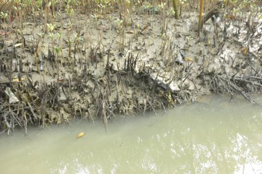 Bakkhali Nehri 'ndeki gelgit mangrov ormanı, Cox' s Bazar, Bangladeş genç mangrovları ve tuzlu suda pnömatoforlar, gelgit kökleri, kıyı biyolojik çeşitliliği ve düşük gelgitten korunma.