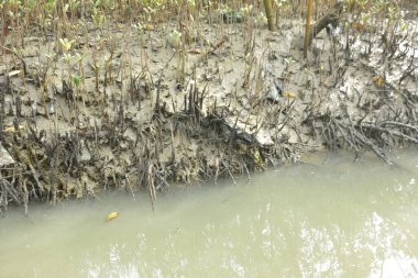 Bakkhali Nehri 'ndeki gelgit mangrov ormanı, Cox' s Bazar, Bangladeş genç mangrovları ve tuzlu suda pnömatoforlar, gelgit kökleri, kıyı biyolojik çeşitliliği ve düşük gelgitten korunma.