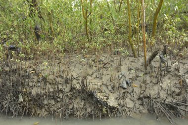 Bakkhali Nehri 'ndeki gelgit mangrov ormanı, Cox' s Bazar, Bangladeş genç mangrovları ve tuzlu suda pnömatoforlar, gelgit kökleri, kıyı biyolojik çeşitliliği ve düşük gelgitten korunma.