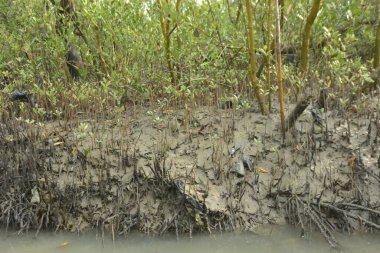 Bakkhali Nehri 'ndeki gelgit mangrov ormanı, Cox' s Bazar, Bangladeş genç mangrovları ve tuzlu suda pnömatoforlar, gelgit kökleri, kıyı biyolojik çeşitliliği ve düşük gelgitten korunma.