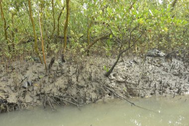 Bakkhali Nehri 'ndeki gelgit mangrov ormanı, Cox' s Bazar, Bangladeş genç mangrovları ve tuzlu suda pnömatoforlar, gelgit kökleri, kıyı biyolojik çeşitliliği ve düşük gelgitten korunma.