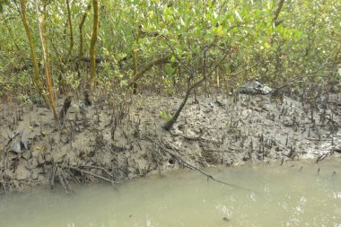 Bakkhali Nehri 'ndeki gelgit mangrov ormanı, Cox' s Bazar, Bangladeş genç mangrovları ve tuzlu suda pnömatoforlar, gelgit kökleri, kıyı biyolojik çeşitliliği ve düşük gelgitten korunma.