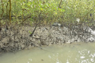 Bakkhali Nehri 'ndeki gelgit mangrov ormanı, Cox' s Bazar, Bangladeş genç mangrovları ve tuzlu suda pnömatoforlar, gelgit kökleri, kıyı biyolojik çeşitliliği ve düşük gelgitten korunma.