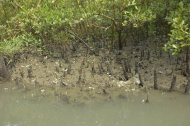 Bakkhali Nehri 'ndeki gelgit mangrov ormanı, Cox' s Bazar, Bangladeş genç mangrovları ve tuzlu suda pnömatoforlar, gelgit kökleri, kıyı biyolojik çeşitliliği ve düşük gelgitten korunma.