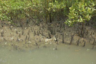 Bakkhali Nehri 'ndeki gelgit mangrov ormanı, Cox' s Bazar, Bangladeş genç mangrovları ve tuzlu suda pnömatoforlar, gelgit kökleri, kıyı biyolojik çeşitliliği ve düşük gelgitten korunma.