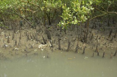 Bakkhali Nehri 'ndeki gelgit mangrov ormanı, Cox' s Bazar, Bangladeş genç mangrovları ve tuzlu suda pnömatoforlar, gelgit kökleri, kıyı biyolojik çeşitliliği ve düşük gelgitten korunma.