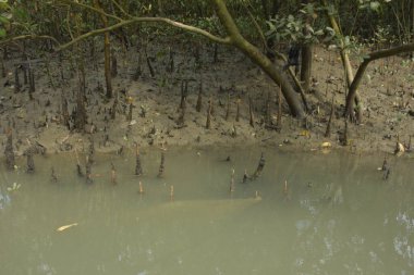 Bangladeş 'teki Bakkhali Nehri boyunca uzanan Mangrove orman ekosistemi gelgit suları, sakin nehir manzaraları ve korunmasız kökleri gösteriyor. Cox 's Bazar' da doğal yansımaları ve zengin biyolojik çeşitliliği olan tropikal kıyı ortamı.