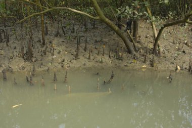 Bangladeş 'teki Bakkhali Nehri boyunca uzanan Mangrove orman ekosistemi gelgit suları, sakin nehir manzaraları ve korunmasız kökleri gösteriyor. Cox 's Bazar' da doğal yansımaları ve zengin biyolojik çeşitliliği olan tropikal kıyı ortamı.