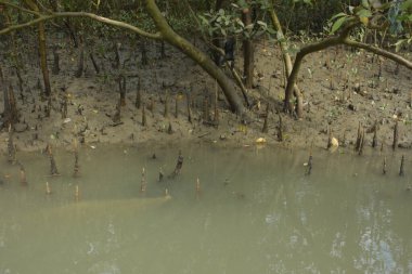 Bangladeş 'teki Bakkhali Nehri boyunca uzanan Mangrove orman ekosistemi gelgit suları, sakin nehir manzaraları ve korunmasız kökleri gösteriyor. Cox 's Bazar' da doğal yansımaları ve zengin biyolojik çeşitliliği olan tropikal kıyı ortamı.