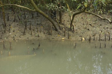 Bangladeş 'teki Bakkhali Nehri boyunca uzanan Mangrove orman ekosistemi gelgit suları, sakin nehir manzaraları ve korunmasız kökleri gösteriyor. Cox 's Bazar' da doğal yansımaları ve zengin biyolojik çeşitliliği olan tropikal kıyı ortamı.