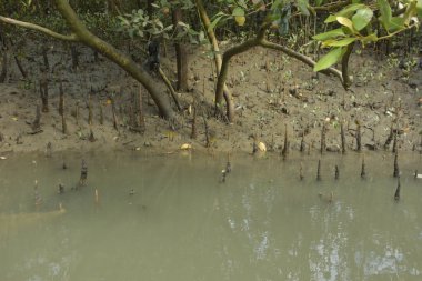 Bangladeş 'teki Bakkhali Nehri boyunca uzanan Mangrove orman ekosistemi gelgit suları, sakin nehir manzaraları ve korunmasız kökleri gösteriyor. Cox 's Bazar' da doğal yansımaları ve zengin biyolojik çeşitliliği olan tropikal kıyı ortamı.