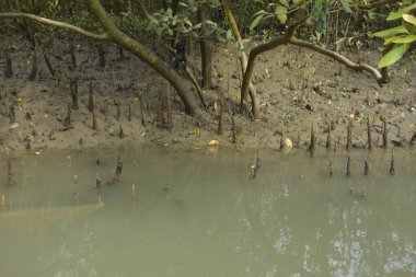 Bangladeş 'teki Bakkhali Nehri boyunca uzanan Mangrove orman ekosistemi gelgit suları, sakin nehir manzaraları ve korunmasız kökleri gösteriyor. Cox 's Bazar' da doğal yansımaları ve zengin biyolojik çeşitliliği olan tropikal kıyı ortamı.