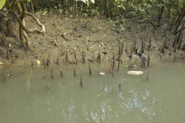 Bangladeş 'teki Bakkhali Nehri boyunca uzanan Mangrove orman ekosistemi gelgit suları, sakin nehir manzaraları ve korunmasız kökleri gösteriyor. Cox 's Bazar' da doğal yansımaları ve zengin biyolojik çeşitliliği olan tropikal kıyı ortamı.