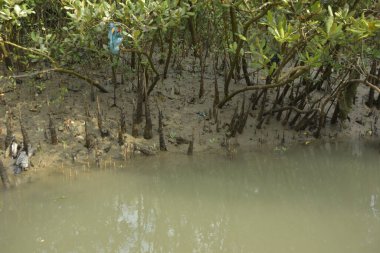 Bangladeş 'teki Bakkhali Nehri boyunca uzanan Mangrove orman ekosistemi gelgit suları, sakin nehir manzaraları ve korunmasız kökleri gösteriyor. Cox 's Bazar' da doğal yansımaları ve zengin biyolojik çeşitliliği olan tropikal kıyı ortamı.