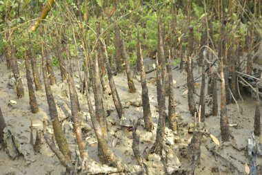 Bangladeş 'teki Bakkhali Nehri boyunca uzanan Mangrove orman ekosistemi gelgit suları, sakin nehir manzaraları ve korunmasız kökleri gösteriyor. Cox 's Bazar' da doğal yansımaları ve zengin biyolojik çeşitliliği olan tropikal kıyı ortamı.