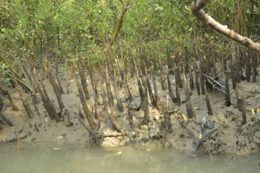 Bangladeş 'teki Bakkhali Nehri boyunca uzanan Mangrove orman ekosistemi gelgit suları, sakin nehir manzaraları ve korunmasız kökleri gösteriyor. Cox 's Bazar' da doğal yansımaları ve zengin biyolojik çeşitliliği olan tropikal kıyı ortamı.