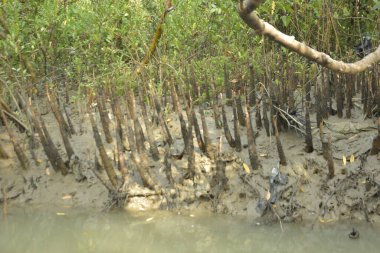 Bangladeş 'teki Bakkhali Nehri boyunca uzanan Mangrove orman ekosistemi gelgit suları, sakin nehir manzaraları ve korunmasız kökleri gösteriyor. Cox 's Bazar' da doğal yansımaları ve zengin biyolojik çeşitliliği olan tropikal kıyı ortamı.