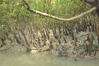 Bangladeş 'teki Bakkhali Nehri boyunca uzanan Mangrove orman ekosistemi gelgit suları, sakin nehir manzaraları ve korunmasız kökleri gösteriyor. Cox 's Bazar' da doğal yansımaları ve zengin biyolojik çeşitliliği olan tropikal kıyı ortamı.