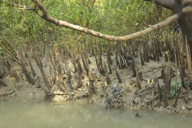 Bangladeş 'teki Bakkhali Nehri boyunca uzanan Mangrove orman ekosistemi gelgit suları, sakin nehir manzaraları ve korunmasız kökleri gösteriyor. Cox 's Bazar' da doğal yansımaları ve zengin biyolojik çeşitliliği olan tropikal kıyı ortamı.