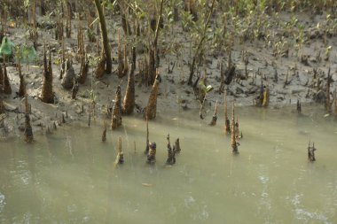 Bangladeş 'teki Bakkhali Nehri boyunca uzanan Mangrove orman ekosistemi gelgit suları, sakin nehir manzaraları ve korunmasız kökleri gösteriyor. Cox 's Bazar' da doğal yansımaları ve zengin biyolojik çeşitliliği olan tropikal kıyı ortamı.