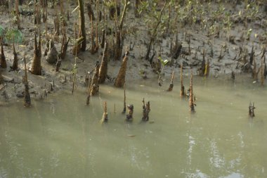 Bangladeş 'teki Bakkhali Nehri boyunca uzanan Mangrove orman ekosistemi gelgit suları, sakin nehir manzaraları ve korunmasız kökleri gösteriyor. Cox 's Bazar' da doğal yansımaları ve zengin biyolojik çeşitliliği olan tropikal kıyı ortamı.