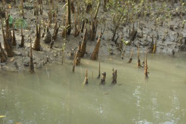 Bangladeş 'teki Bakkhali Nehri boyunca uzanan Mangrove orman ekosistemi gelgit suları, sakin nehir manzaraları ve korunmasız kökleri gösteriyor. Cox 's Bazar' da doğal yansımaları ve zengin biyolojik çeşitliliği olan tropikal kıyı ortamı.