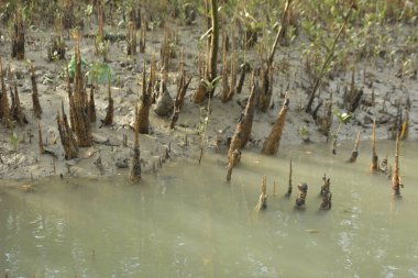 Bangladeş 'teki Bakkhali Nehri boyunca uzanan Mangrove orman ekosistemi gelgit suları, sakin nehir manzaraları ve korunmasız kökleri gösteriyor. Cox 's Bazar' da doğal yansımaları ve zengin biyolojik çeşitliliği olan tropikal kıyı ortamı.