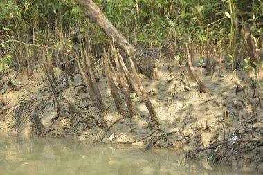 Bangladeş 'teki Bakkhali Nehri boyunca uzanan Mangrove orman ekosistemi gelgit suları, sakin nehir manzaraları ve korunmasız kökleri gösteriyor. Cox 's Bazar' da doğal yansımaları ve zengin biyolojik çeşitliliği olan tropikal kıyı ortamı.