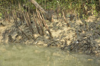 Bangladeş 'teki Bakkhali Nehri boyunca uzanan Mangrove orman ekosistemi gelgit suları, sakin nehir manzaraları ve korunmasız kökleri gösteriyor. Cox 's Bazar' da doğal yansımaları ve zengin biyolojik çeşitliliği olan tropikal kıyı ortamı.