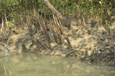 Bangladeş 'teki Bakkhali Nehri boyunca uzanan Mangrove orman ekosistemi gelgit suları, sakin nehir manzaraları ve korunmasız kökleri gösteriyor. Cox 's Bazar' da doğal yansımaları ve zengin biyolojik çeşitliliği olan tropikal kıyı ortamı.