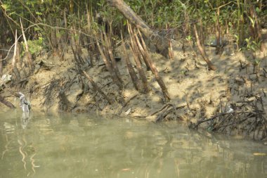Bangladeş 'teki Bakkhali Nehri boyunca uzanan Mangrove orman ekosistemi gelgit suları, sakin nehir manzaraları ve korunmasız kökleri gösteriyor. Cox 's Bazar' da doğal yansımaları ve zengin biyolojik çeşitliliği olan tropikal kıyı ortamı.
