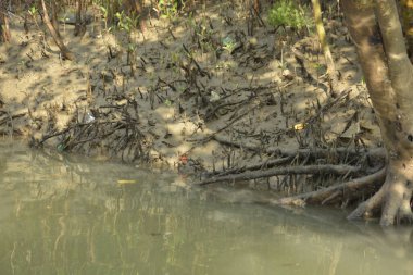 Bangladeş 'teki Bakkhali Nehri boyunca uzanan Mangrove orman ekosistemi gelgit suları, sakin nehir manzaraları ve korunmasız kökleri gösteriyor. Cox 's Bazar' da doğal yansımaları ve zengin biyolojik çeşitliliği olan tropikal kıyı ortamı.