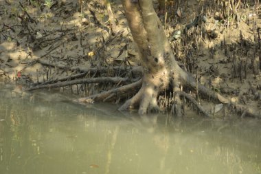 Bangladeş 'teki Bakkhali Nehri boyunca uzanan Mangrove orman ekosistemi gelgit suları, sakin nehir manzaraları ve korunmasız kökleri gösteriyor. Cox 's Bazar' da doğal yansımaları ve zengin biyolojik çeşitliliği olan tropikal kıyı ortamı.