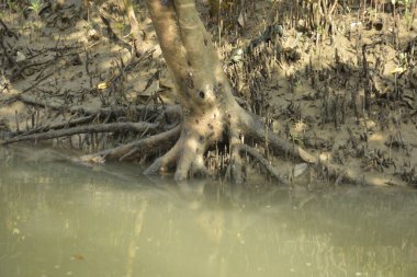 Bangladeş 'teki Bakkhali Nehri boyunca uzanan Mangrove orman ekosistemi gelgit suları, sakin nehir manzaraları ve korunmasız kökleri gösteriyor. Cox 's Bazar' da doğal yansımaları ve zengin biyolojik çeşitliliği olan tropikal kıyı ortamı.