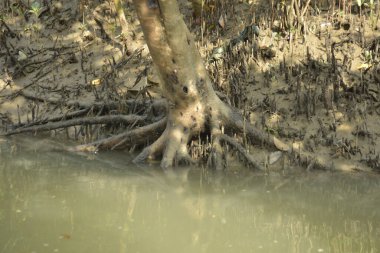 Bangladeş 'teki Bakkhali Nehri boyunca uzanan Mangrove orman ekosistemi gelgit suları, sakin nehir manzaraları ve korunmasız kökleri gösteriyor. Cox 's Bazar' da doğal yansımaları ve zengin biyolojik çeşitliliği olan tropikal kıyı ortamı.