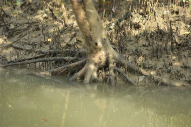 Bangladeş 'teki Bakkhali Nehri boyunca uzanan Mangrove orman ekosistemi gelgit suları, sakin nehir manzaraları ve korunmasız kökleri gösteriyor. Cox 's Bazar' da doğal yansımaları ve zengin biyolojik çeşitliliği olan tropikal kıyı ortamı.