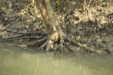 Bangladeş 'teki Bakkhali Nehri boyunca uzanan Mangrove orman ekosistemi gelgit suları, sakin nehir manzaraları ve korunmasız kökleri gösteriyor. Cox 's Bazar' da doğal yansımaları ve zengin biyolojik çeşitliliği olan tropikal kıyı ortamı.
