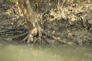 Bangladeş 'teki Bakkhali Nehri boyunca uzanan Mangrove orman ekosistemi gelgit suları, sakin nehir manzaraları ve korunmasız kökleri gösteriyor. Cox 's Bazar' da doğal yansımaları ve zengin biyolojik çeşitliliği olan tropikal kıyı ortamı.
