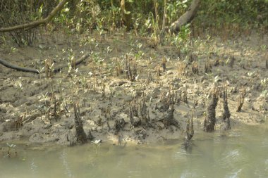 Bangladeş 'teki Bakkhali Nehri boyunca uzanan Mangrove orman ekosistemi gelgit suları, sakin nehir manzaraları ve korunmasız kökleri gösteriyor. Cox 's Bazar' da doğal yansımaları ve zengin biyolojik çeşitliliği olan tropikal kıyı ortamı.