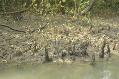 Bangladeş 'teki Bakkhali Nehri boyunca uzanan Mangrove orman ekosistemi gelgit suları, sakin nehir manzaraları ve korunmasız kökleri gösteriyor. Cox 's Bazar' da doğal yansımaları ve zengin biyolojik çeşitliliği olan tropikal kıyı ortamı.
