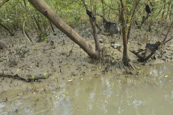 Tropikal bir kıyı sulak alanındaki çamurlu gelgit toprağından çıkan mangrov köklerine yakından bakın. Çamur düzlüğü, genç filizleri ve alçak gelgit sırasında sığ suları gösteren doğal ekosistem dokusu, biyolojik çeşitliliği ve kıyı ekolojisini vurguluyor..
